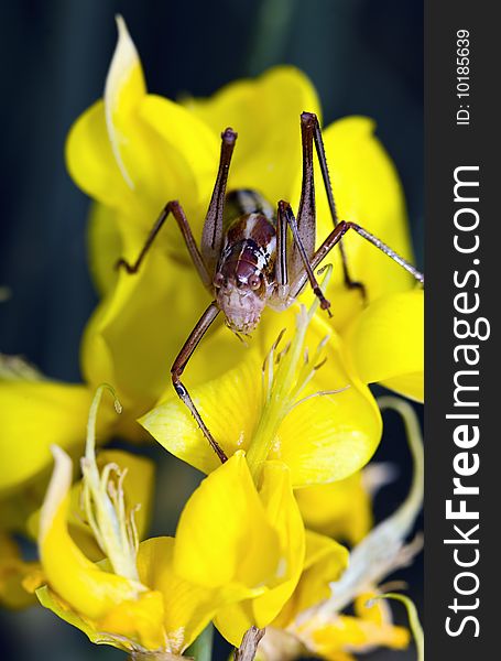 Grasshopper on a yellow flower