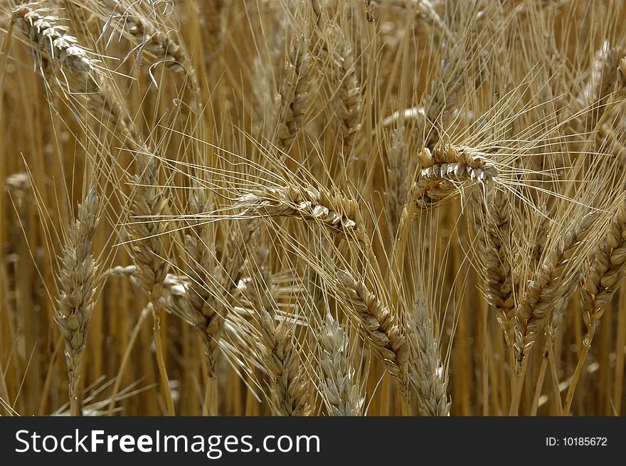 Wheat right before the harvest starts. Wheat right before the harvest starts.