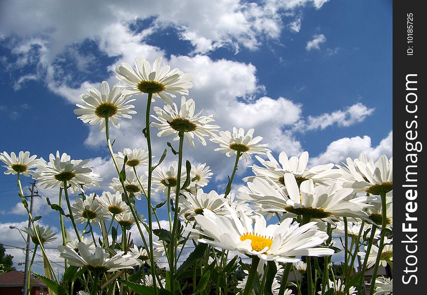 Daisies on the background of clouded sky