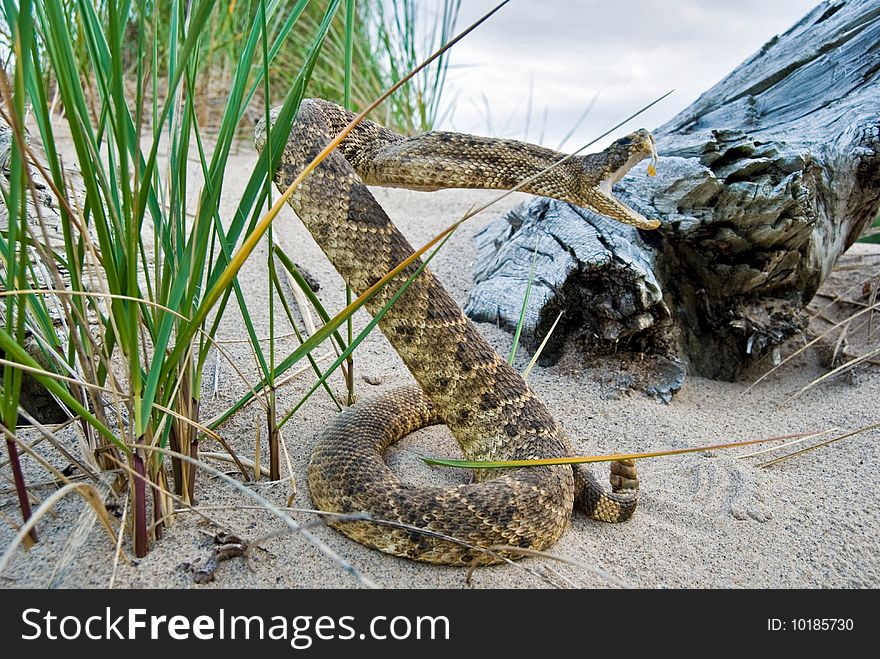 Rattle snake in sand with old log. Rattle snake in sand with old log.