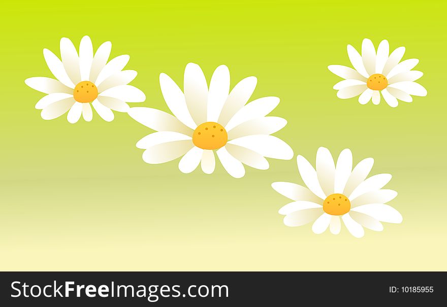 White chrysanthemum on a green background,used as texture. White chrysanthemum on a green background,used as texture