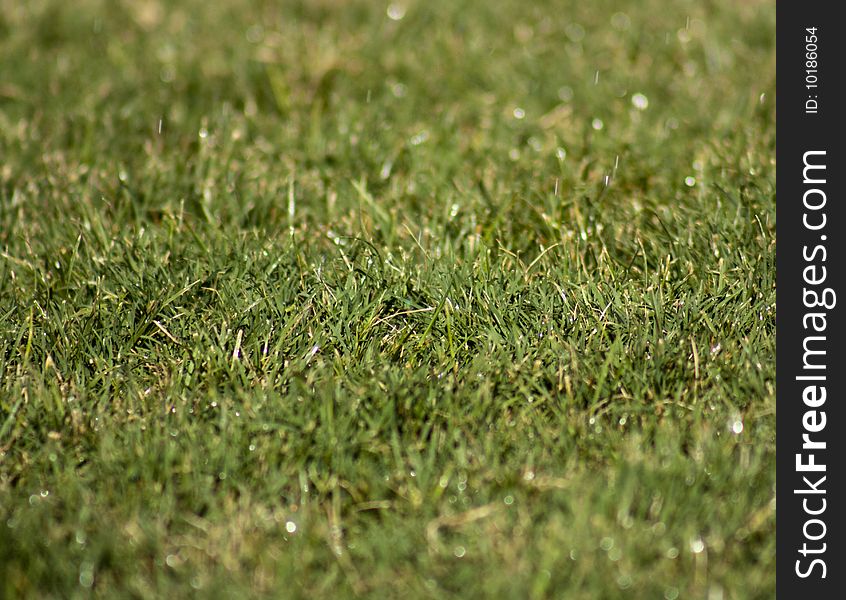 A background type shot of a green grass lawn