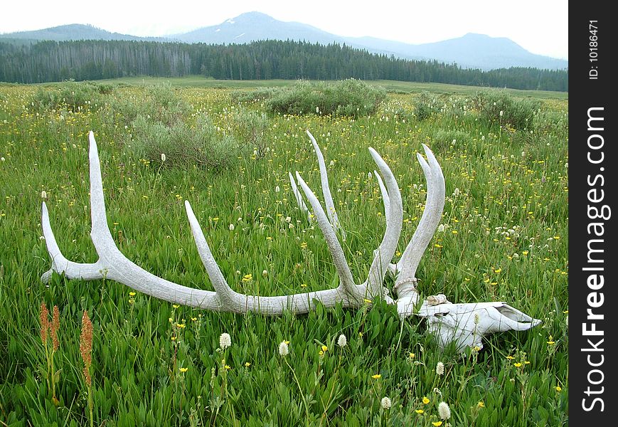 An elk skull found while hiking through some prairie in Wyoming.