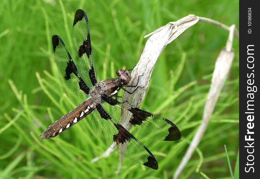 A dragonfly resting on a dry leaf. A dragonfly resting on a dry leaf.