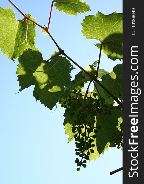 Shade on sheet of young grape on background sky