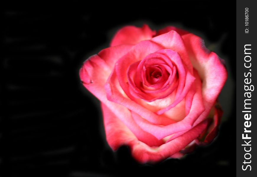 Beautiful scarlet rose and black background
