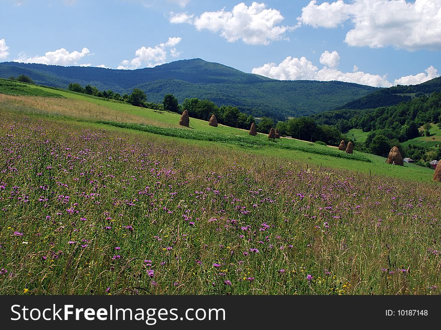 The fields are in Carpathian mountains. The fields are in Carpathian mountains