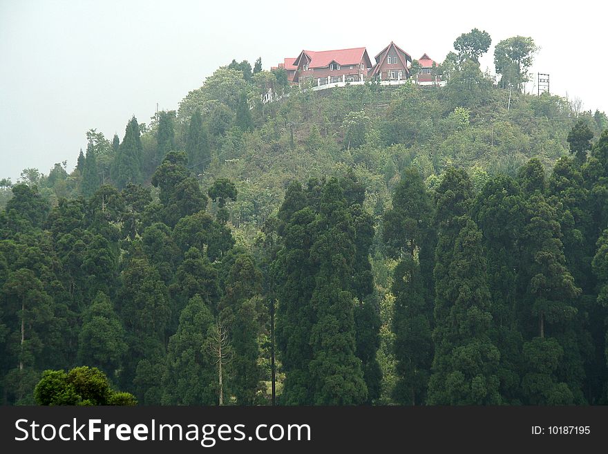 View of bungalow on top of hill with pine trees in foreground. View of bungalow on top of hill with pine trees in foreground