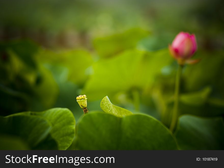 A lotus in back, its fructification in the front. A lotus in back, its fructification in the front