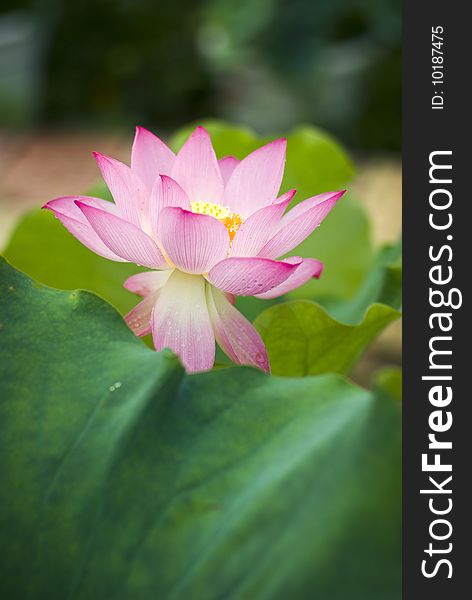 A flower behind the leaf. A flower behind the leaf