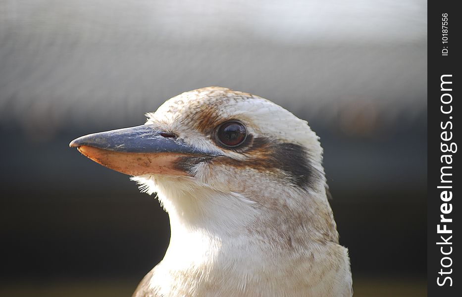 Closeup of kookabura bird with blurred background
