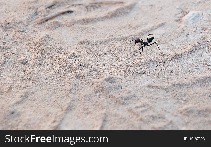 Black ant strolling on white sand with shoes tracks. Black ant strolling on white sand with shoes tracks