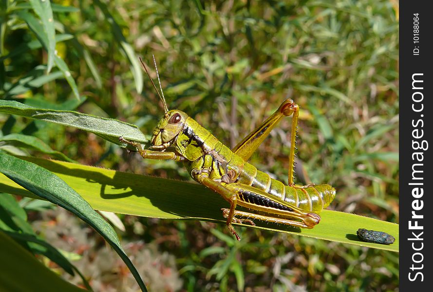 A close-up of the big green grasshopper on grass. A close-up of the big green grasshopper on grass.