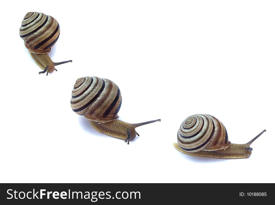 Snails isolated on white background. Snails isolated on white background