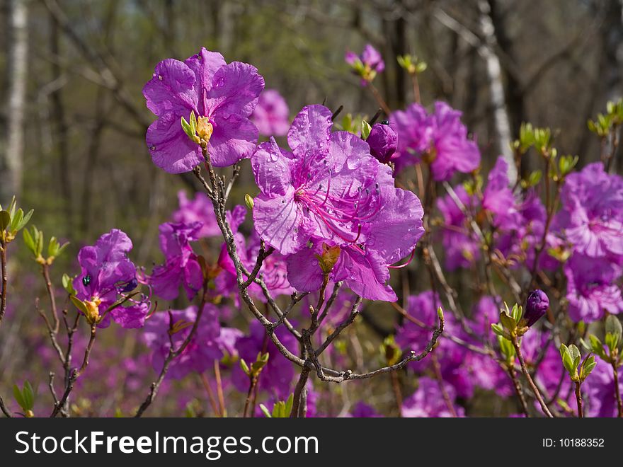 Flowers of Rhododendron 24