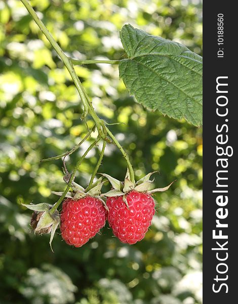 Some berries a raspberry on a branch with leaves