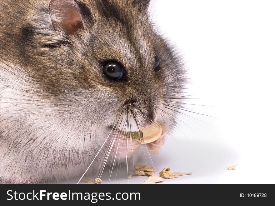 Dwarf hamster eating pumpkin seed