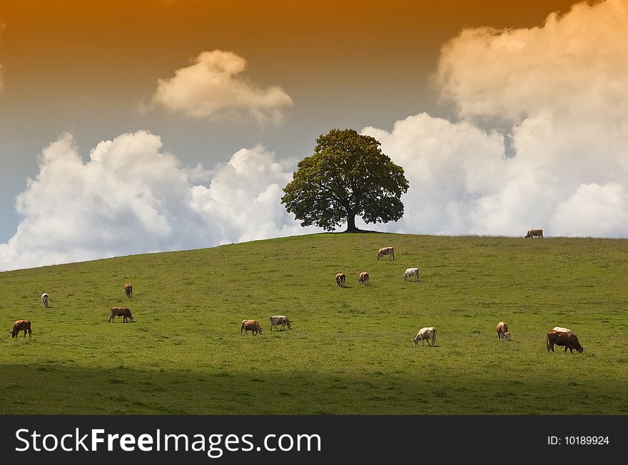 Nature - Tree, Meadow, Cow