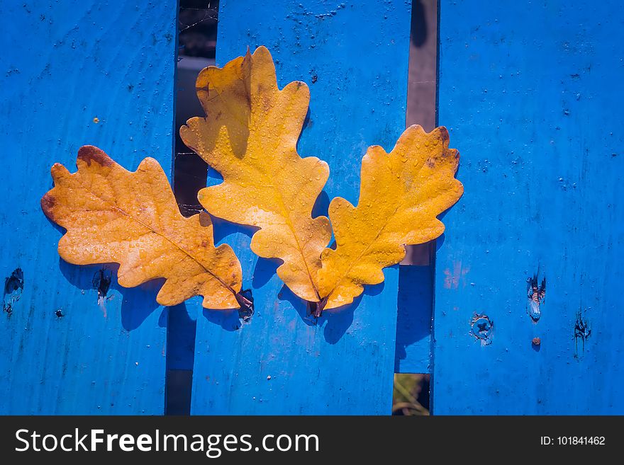 Yellow fallen oak leaves over blue wooden background. Yellow fallen oak leaves over blue wooden background.