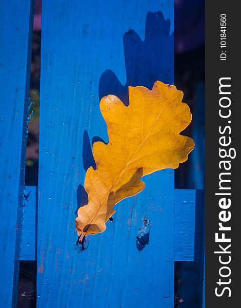 Yellow fallen oak leaves over blue wooden background. Yellow fallen oak leaves over blue wooden background.