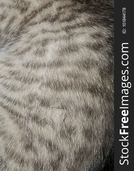 Striped Tabby Cat Fur Macro
