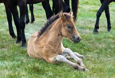 Young Horse Colt Stock Photos Young Horse Colt Stock Photos