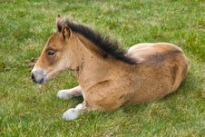 Young Horse Colt Stock Image Young Horse Colt Stock Image