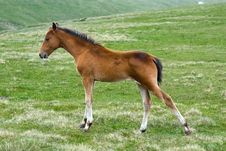 Active Horse Colt Stock Image Active Horse Colt Stock Image