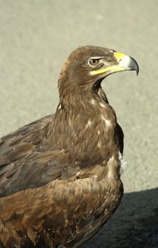 Golden Eagle Royalty Free Stock Images Golden Eagle Royalty Free Stock Images