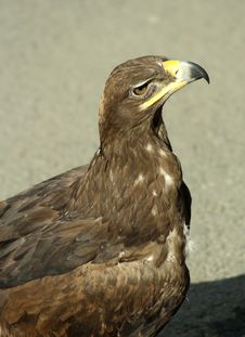 Golden Eagle Stock Photography Golden Eagle Stock Photography