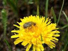 A Bug On A Dandelion Stock Photos A Bug On A Dandelion Stock Photos