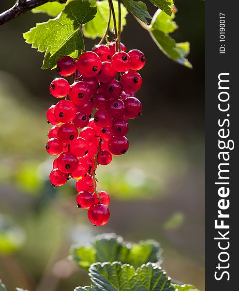 Cluster Of Red Currant