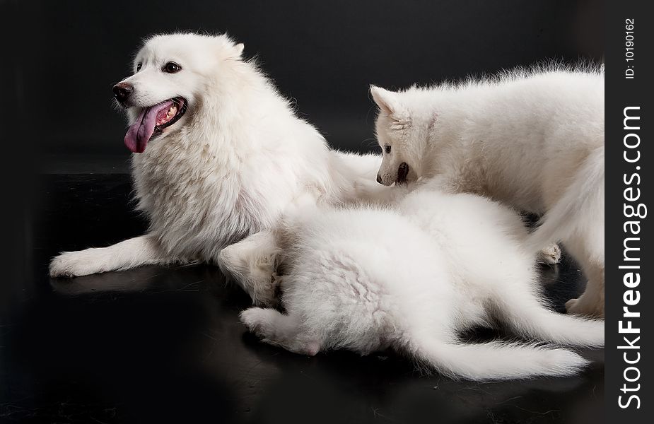 White Samoyeds on a black plastic reflecting background. White Samoyeds on a black plastic reflecting background