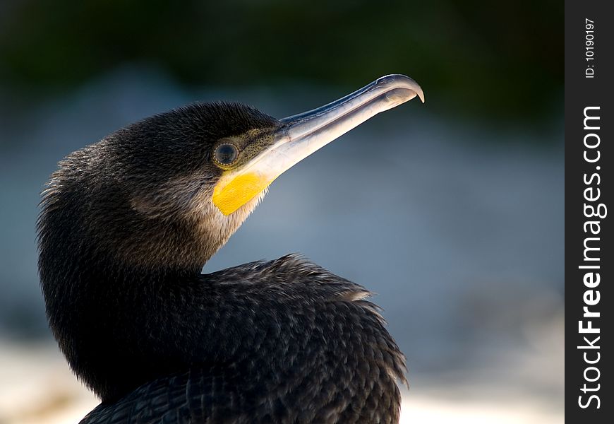 Black Cormorant at the beach