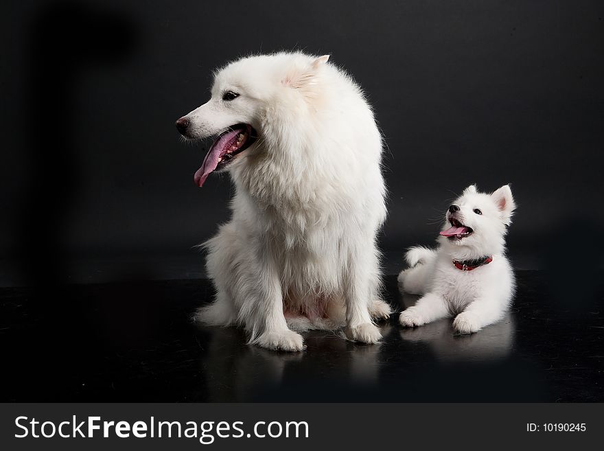 White Samoyeds on a black plastic reflecting background. White Samoyeds on a black plastic reflecting background