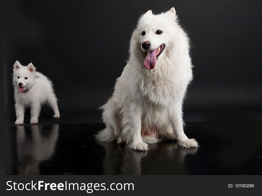 White Samoyeds on a black plastic reflecting background. White Samoyeds on a black plastic reflecting background