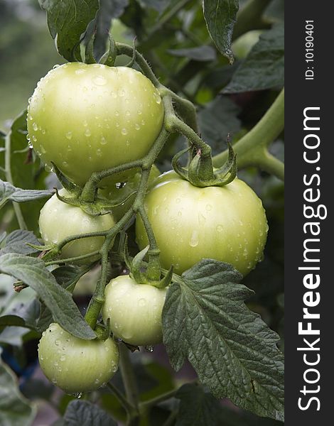 Fresh unripe tomatoes,with water drops