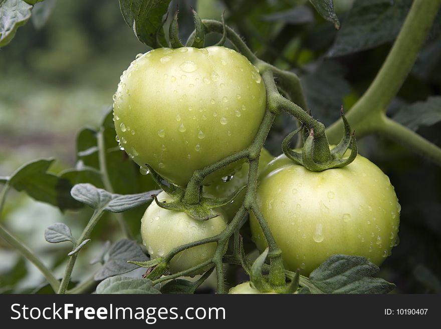 Fresh unripe tomatoes,with water drops, on the vine. Shallow depth of field. See portfolio for more like this