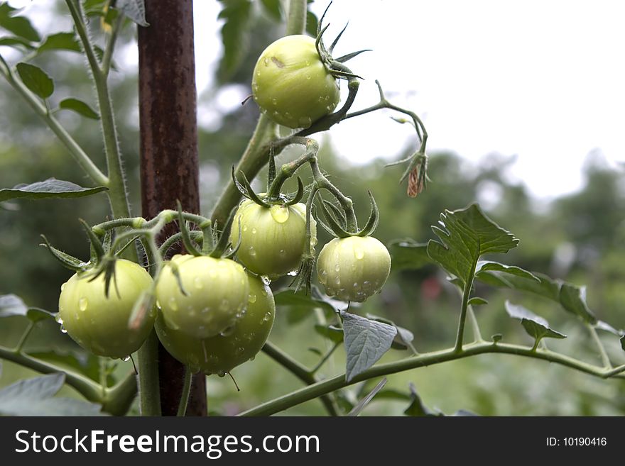 Fresh unripe tomatoes,with water drops, on the vine. Shallow depth of field.See portfolio for more like this. See portfolio for more like this