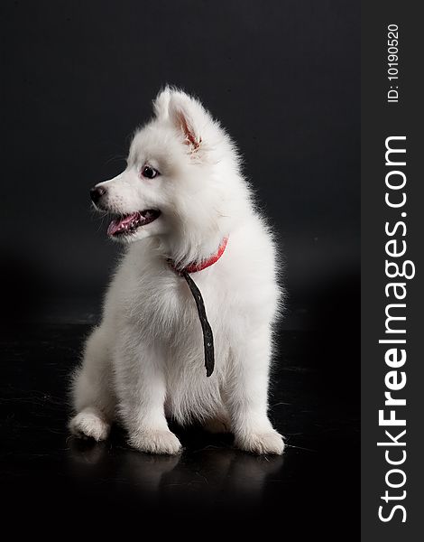 White Samoyeds on a black plastic reflecting background. White Samoyeds on a black plastic reflecting background