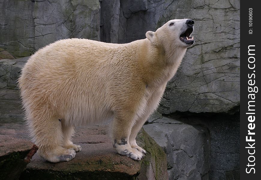 Polar bear stands on rock and showing teeth. Polar bear stands on rock and showing teeth