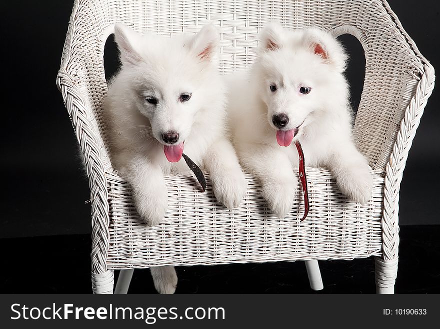 White Samoyed on a wicker rattan bench. White Samoyed on a wicker rattan bench