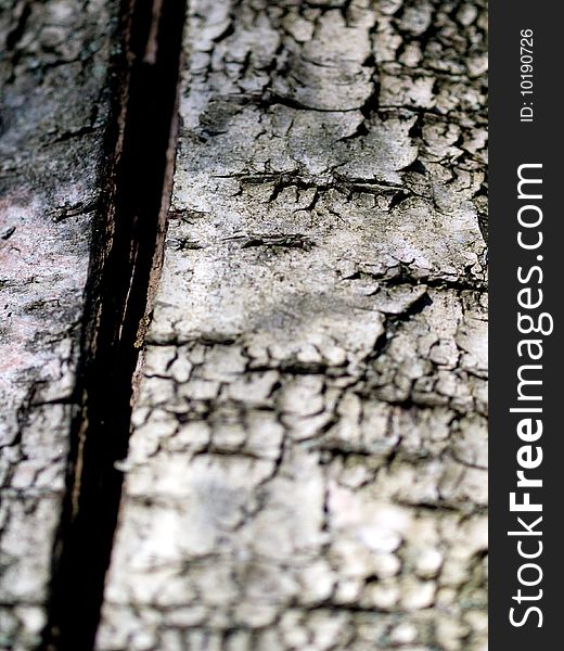 Bark of birch, black and white