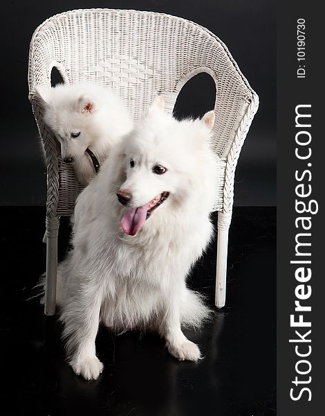 White Samoyed on a wicker rattan bench. White Samoyed on a wicker rattan bench