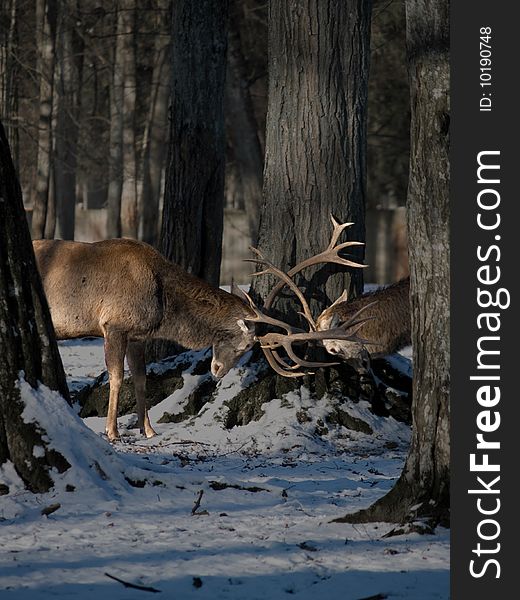 Fighting two deer in forest