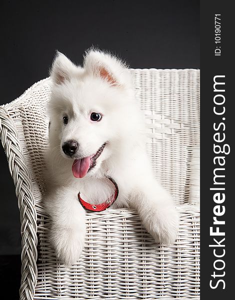 White Samoyed on a wicker rattan bench. White Samoyed on a wicker rattan bench