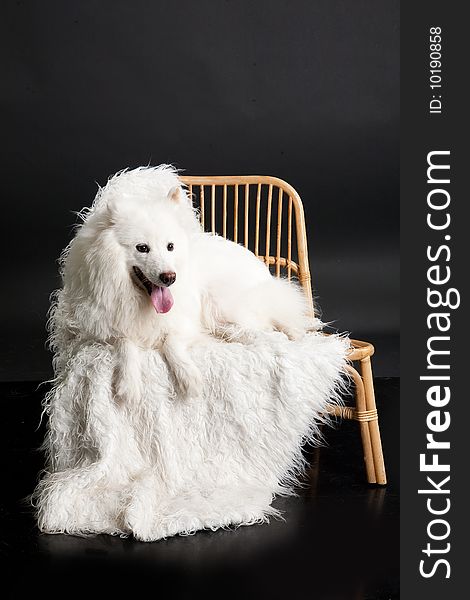 White Samoyed on a wicker rattan bench. White Samoyed on a wicker rattan bench