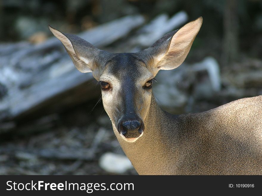 Female brown deer portait from mexican reserve