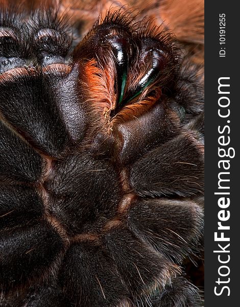 A mexican fire-leg tarantula is laying upside down just before shedding her skin. A mexican fire-leg tarantula is laying upside down just before shedding her skin.