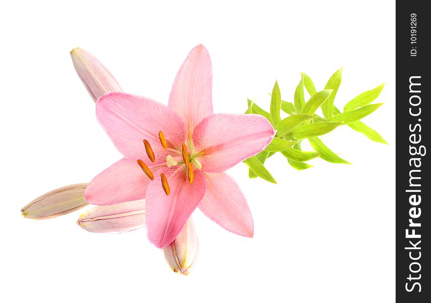 Pink lily on a white background, it is isolated.